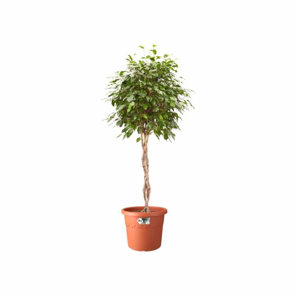 Elho Algarve Cilindro Wheels 58cm Terracotta – Image 2